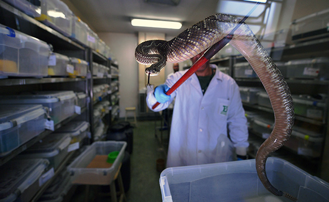In Pics, Venom Squeezed Out Of Hundreds Of Deadly Snakes To "Save Lives" In Brazil