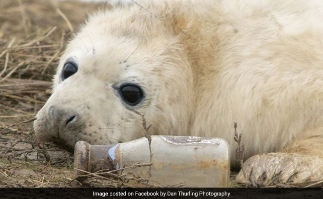 Seal Pup Seen Playing With Starbucks Bottle In Heartbreaking Photo
