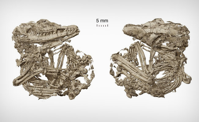 How Mammals Became Good Listeners? New Fossils Reveal
