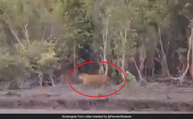 नदी के पास घूम रहा था बाघ, जैसे ही मारी दहाड़ तो हुआ ऐसा... देखें Viral Video