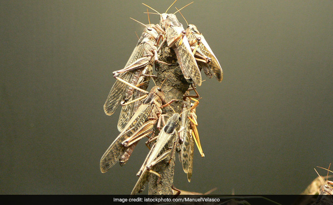 Locust Swarm In Gujarat, Worst In 25 Years, Leaves Acres Of Crops Damaged