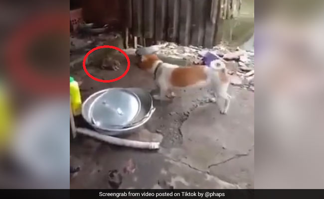TikTok Top 5: कुत्ते ने किया Attack तो चूहे ने हवा में उड़कर किया वार, देखें Viral Video