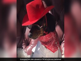 TikTok Top 10 Artists: कुत्ता चलाता है कार और ऐसे उड़ाता है नोट, देखें Viral Video TikTok Top 10 Artists: कुत्ता चलाता है कार और ऐसे उड़ाता है नोट, देखें Viral Video