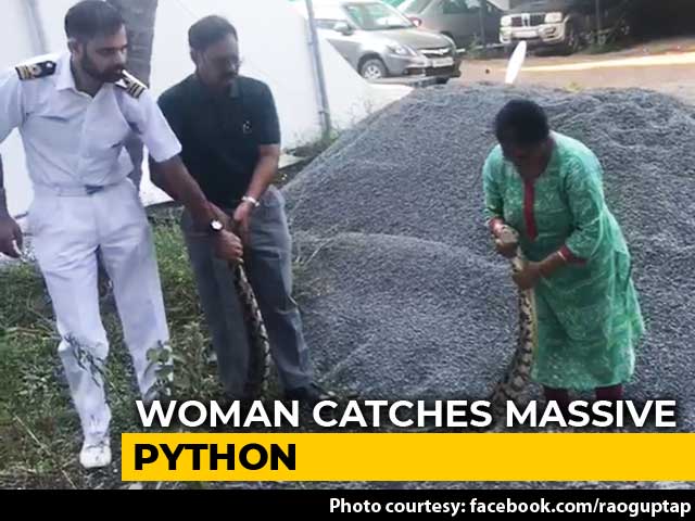 In Hair-Raising Video, Woman Captures 20Kg Python In Kochi