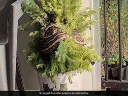 Christmas का पेड़ सजाने जा रही थी महिला, जैसे ही छुआ तो अंदर से निकला 10 फूट का अजगर और फिर... Christmas का पेड़ सजाने जा रही थी महिला, जैसे ही छुआ तो अंदर से निकला 10 फूट का अजगर और फिर...