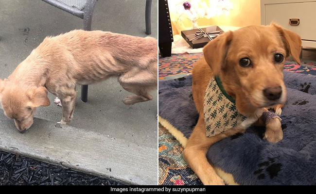 Family Adopts Malnourished Dog That Wandered Into Their Home