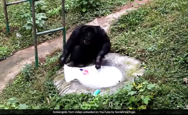 Video: Chimpanzee Washes Clothes After Watching Zookeeper Do It