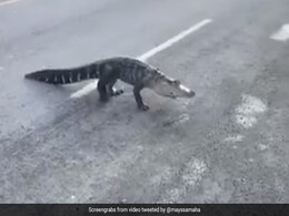 भीड़भाड़ भरे इलाके में सड़कों पर घूमता दिखा घड़ियाल फिर हुआ कुछ ऐसा... देखें Viral Video भीड़भाड़ भरे इलाके में सड़कों पर घूमता दिखा घड़ियाल फिर हुआ कुछ ऐसा... देखें Viral Video