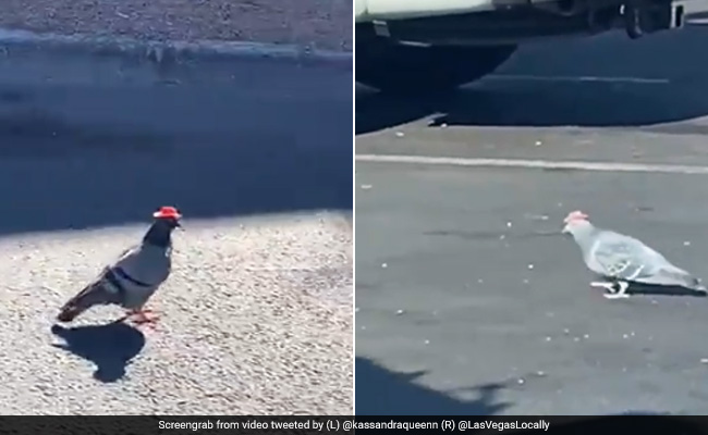 टोपी पहनकर सड़कों पर निकले कबूतर, लोग बोले- "किसने चिपकाईं टोपियां"