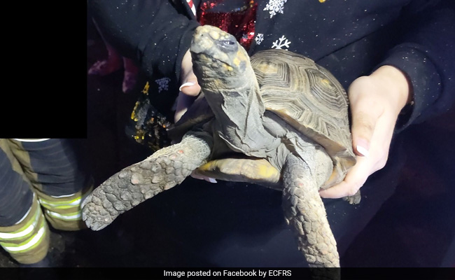 "Angry" Tortoise Nearly Burns Down House, Rescued