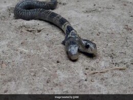 जंगल में घूमता दिखा दो मुंह वाला सांप, देखने के लिए लगी भीड़, तस्वीरें हुईं Viral जंगल में घूमता दिखा दो मुंह वाला सांप, देखने के लिए लगी भीड़, तस्वीरें हुईं Viral