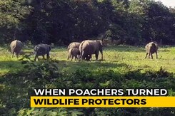 How Poachers Turned Wildlife Protectors In Assam's Manas National Park How Poachers Turned Wildlife Protectors In Assam's Manas National Park