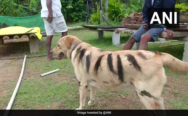 Why Farmers In Karnataka Have Started Making Their Dogs Resemble Tigers