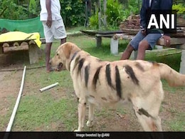 Why Farmers In Karnataka Have Started Making Their Dogs Resemble Tigers Why Farmers In Karnataka Have Started Making Their Dogs Resemble Tigers