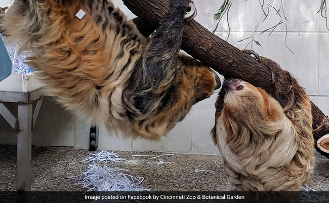 Taking Things Slow: Pic Of Sloth Couple At Cincinnati Zoo Is Viral