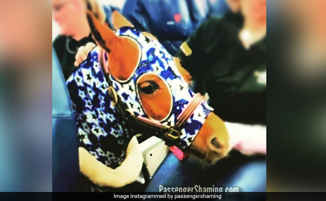 "Stupid And Absurd": Horse On A Plane Draws Angry Comments