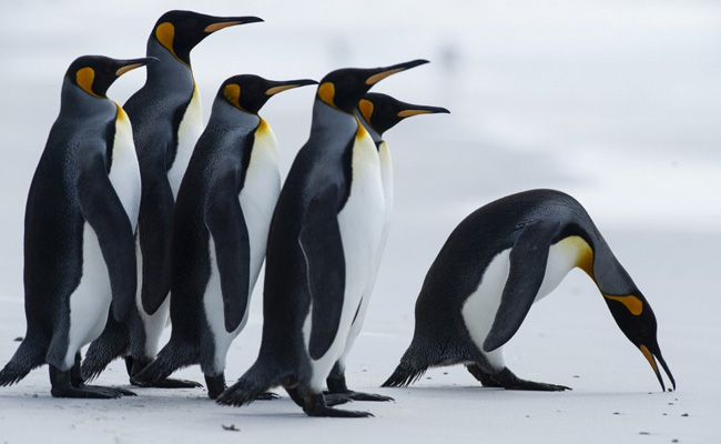 "Heart Of The Earth": Tourists Flock To Swim Among Penguins In Antarctica
