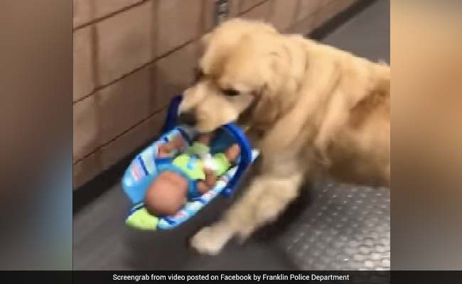 कुत्ते ने चुराए बच्चों को देने के लिए रखे खिलौने, Video देख लोग बोले- कितना प्यारा चोर है