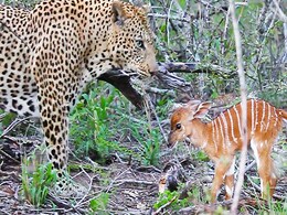 चीते और छोटे 'न्याला' के बीच जो हुआ आपको भी कर देगा हैरान, देखें वीडियो... चीते और छोटे 'न्याला' के बीच जो हुआ आपको भी कर देगा हैरान, देखें वीडियो...