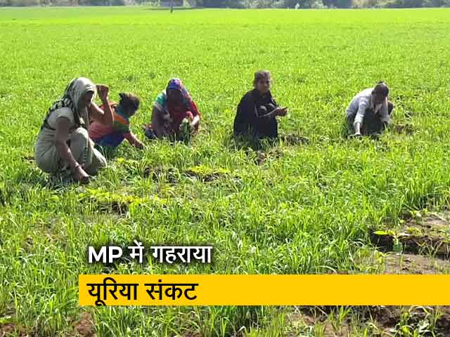 यूरिया नहीं मिलने से परेशान किसानों ने विपणन संघ के गोदाम के बाहर दिया धरना