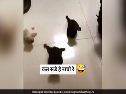 TikTok Top 5: संडे की खुशी में कुत्तों ने किया ऐसा मज़ेदार डांस, Video देख आप भी कहेंगे...मज़ा आ गया! TikTok Top 5: संडे की खुशी में कुत्तों ने किया ऐसा मज़ेदार डांस, Video देख आप भी कहेंगे...मज़ा आ गया!