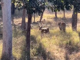सैलानी घूम रहे थे जंगल में, अचानक हिरण और उसके पीछे भागते बाघ सामने आ गए, देखें- VIDEO सैलानी घूम रहे थे जंगल में, अचानक हिरण और उसके पीछे भागते बाघ सामने आ गए, देखें- VIDEO