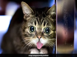 This Decade Taught Us To Love Viral Pets. Now We Have To Grieve Their Deaths. This Decade Taught Us To Love Viral Pets. Now We Have To Grieve Their Deaths.