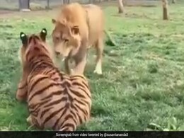 बाघ ने किया Attack तो शेर ने पलटकर मारा मुक्का, जानिए कौन जीता ये जंग... देखें Video बाघ ने किया Attack तो शेर ने पलटकर मारा मुक्का, जानिए कौन जीता ये जंग... देखें Video