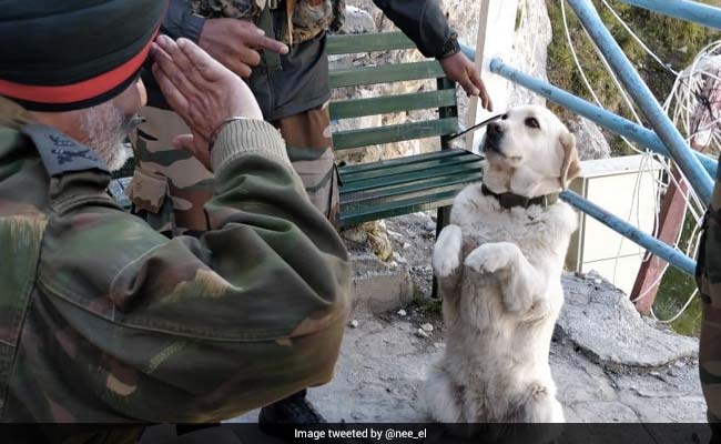 Story Behind Viral Pic Of Dog Saluting Top Army Commander