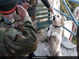 Story Behind Viral Pic Of Dog Saluting Top Army Commander Story Behind Viral Pic Of Dog Saluting Top Army Commander
