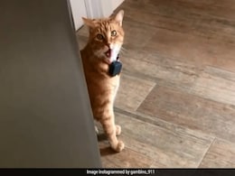 Internet Can't Get Enough Of Cat That Sounds Like It's Saying "Well, Hi" Internet Can't Get Enough Of Cat That Sounds Like It's Saying "Well, Hi"