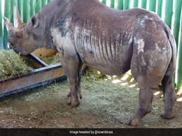 दुनिया की सबसे उम्रदराज मादा गैंडा की मौत, खो दी थी अपनी आंखों की रोशनी दुनिया की सबसे उम्रदराज मादा गैंडा की मौत, खो दी थी अपनी आंखों की रोशनी