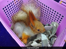 Passenger Arrested With 21 Exotic Animals At Chennai International Airport Passenger Arrested With 21 Exotic Animals At Chennai International Airport