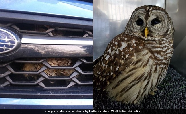 कार की ग्रिल में 3 घंटे तक फंसे रहा उल्लू, रेस्क्यू के बाद अब फिर...