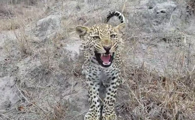 The Moment A Wildlife Photographer Found Himself Facing A Leopard