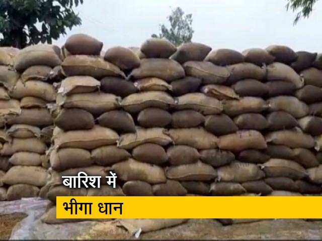 मध्य प्रदेश: मंडियों में खुले में रखा 67,000 टन धान बारिश में भीगा