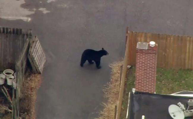Watch: Bear On The Loose Causes Uproar. How Officials Plan To Capture It