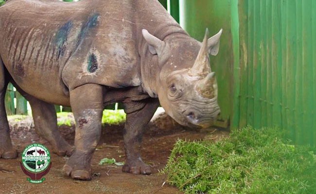 "World's Oldest Rhino" Fausta Dies In Tanzania At 57