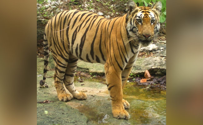 Tiger's Longest Walk Ever In India, Covering 1,300 Km Over Two States