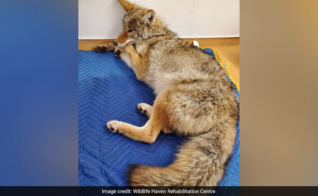 US Man Thought He Put Injured Dog In Car's Back Seat. It Was A Coyote