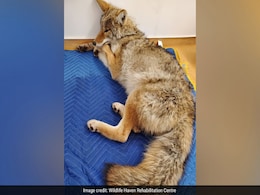 US Man Thought He Put Injured Dog In Car's Back Seat. It Was A Coyote US Man Thought He Put Injured Dog In Car's Back Seat. It Was A Coyote