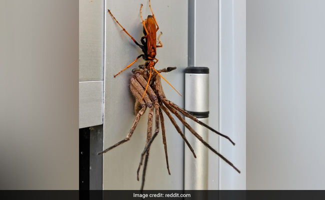 This Pic Of Tarantula Hawk Dragging Huntsman Spider Will Haunt Your Dreams