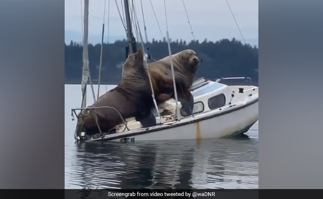 "We Need A Bigger Boat": Viral Video Of 'Sailing' Sea Lions Amuses Many