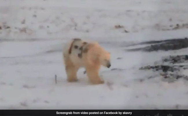 Polar Bear Seen Painted In Cryptic Graffiti In Russia, Scientists Alarmed