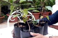 Once A Barren Land In Noida Is Now An Urban Forest Once A Barren Land In Noida Is Now An Urban Forest