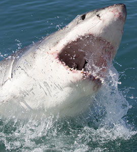 Australia Man Fights Off Great White Shark After It Latches Onto Son's Leg
