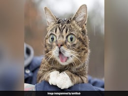कूडे़ के ढेर से 7 लाख डॉलर कमाने तक का सफर, देखें सबसे पॉपुलर बिल्ली Lil Bub की Photos कूडे़ के ढेर से 7 लाख डॉलर कमाने तक का सफर, देखें सबसे पॉपुलर बिल्ली Lil Bub की Photos