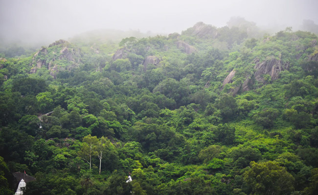 India's Forest Cover Expanded By Over 5,000 Square Km In 2 Years: Report