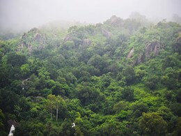 India's Forest Cover Expanded By Over 5,000 Square Km In 2 Years: Report India's Forest Cover Expanded By Over 5,000 Square Km In 2 Years: Report