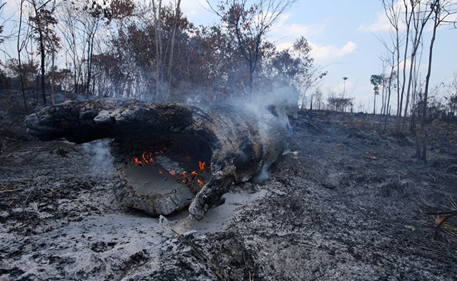 Deforestation In Brazil's Amazon Surges To 12-Year High